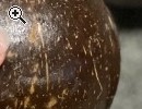 Kokosnuss-Schalen Dekoration - Vorschaubild 1