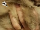Pomeranian Zwergspitz - Vorschaubild 2