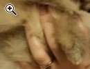 Pomeranian Zwergspitz - Vorschaubild 3