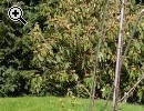 Neu Schne 2ZKB-Wohnung,Einbaukche,Balkon, Garte - Vorschaubild 4