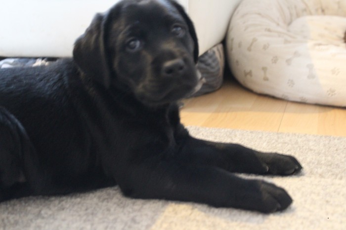 Labrador Welpen