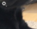Labrador Welpen - Vorschaubild 1