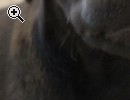 Labrador Welpen - Vorschaubild 3