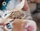 Reinrassige Bengal kitten - Vorschaubild 1