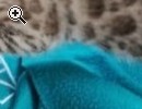 Reinrassige Bengal kitten - Vorschaubild 2