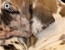 Deutsche Doggen Welpen - Vorschaubild 1