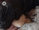 Deutsche Doggen Welpen - Vorschaubild 3