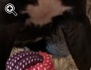 Deutsche Doggen Welpen - Vorschaubild 4