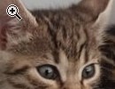 Bengal Kitten sucht neues zu Hause - Vorschaubild 1