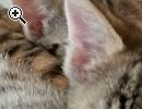 Bengal Kitten sucht neues zu Hause - Vorschaubild 2