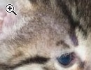 Bengal Kitten sucht neues zu Hause - Vorschaubild 3