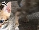 Bengal Kitten sucht neues zu Hause - Vorschaubild 1