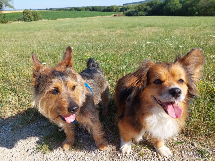 Familie sucht Haus in Bamberg (Umgebung) zur Miete