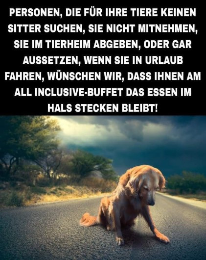 Erfahrene Hundebetreuung Urlaubs und Tagesbetreuun