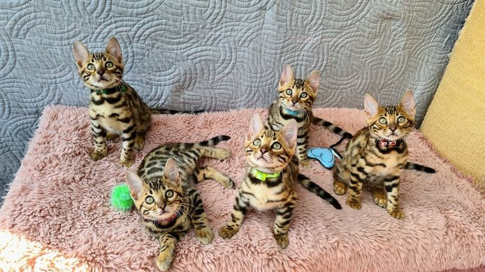 Bezaubernde Bengalkitten suchen neues zu Hause